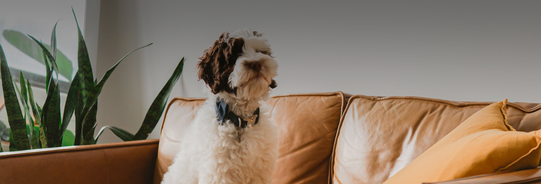 Pets Page Image